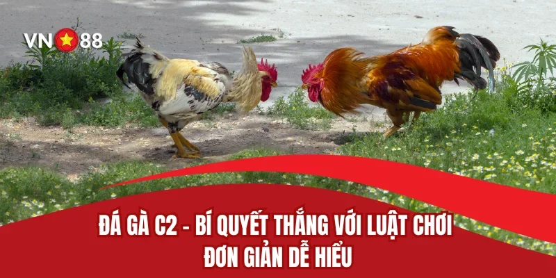 Đá Gà C2 - Bí Quyết Thắng Với Luật Chơi Đơn Giản Dễ Hiểu